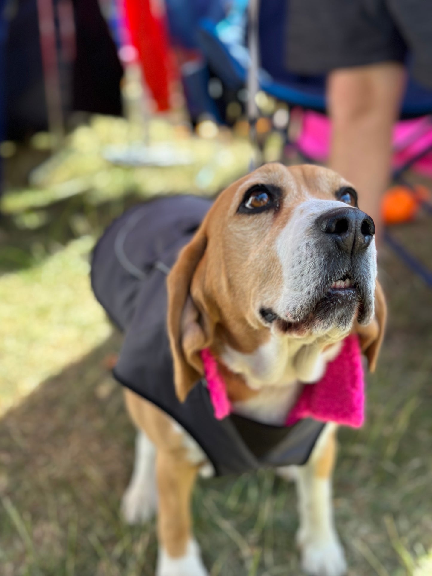 Dog Coat made Waterproof and with a cosy fleece - Grey with Pink fleece