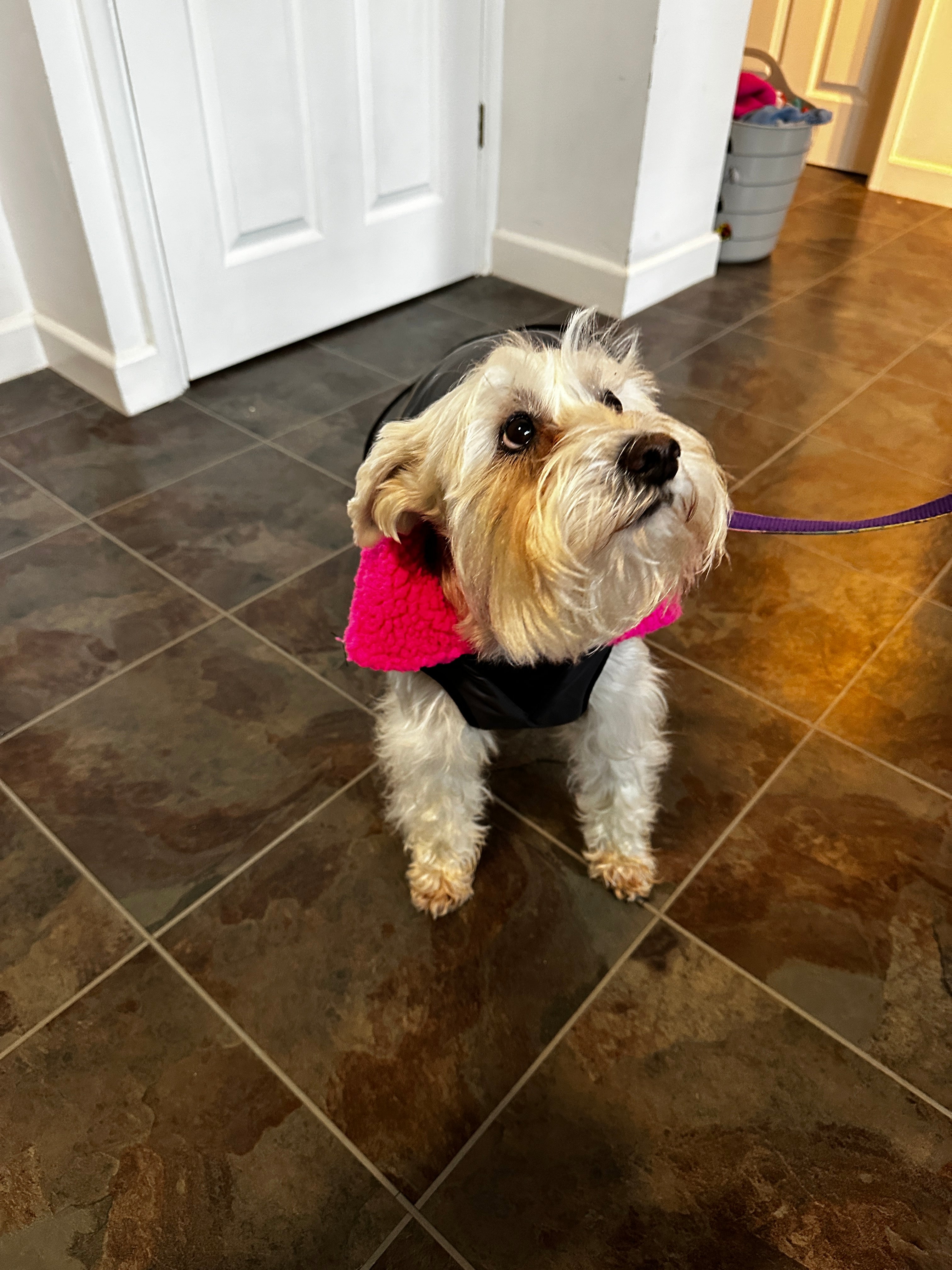 Waterproof Fleece Lined RuggaRobe Dog Coat - Grey with Pink Fleece