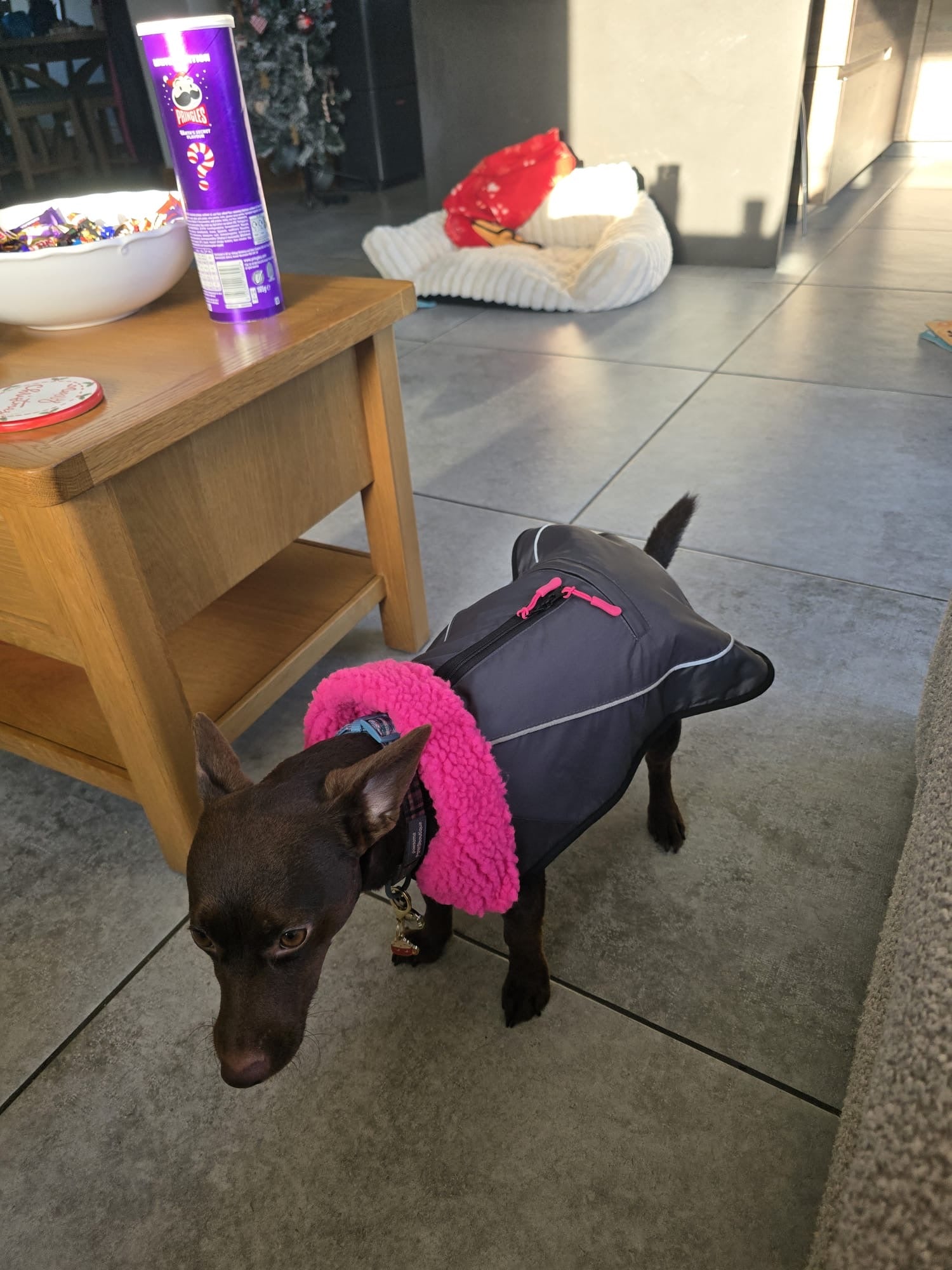 Waterproof Fleece Lined RuggaRobe Dog Coat - Grey with Pink Fleece