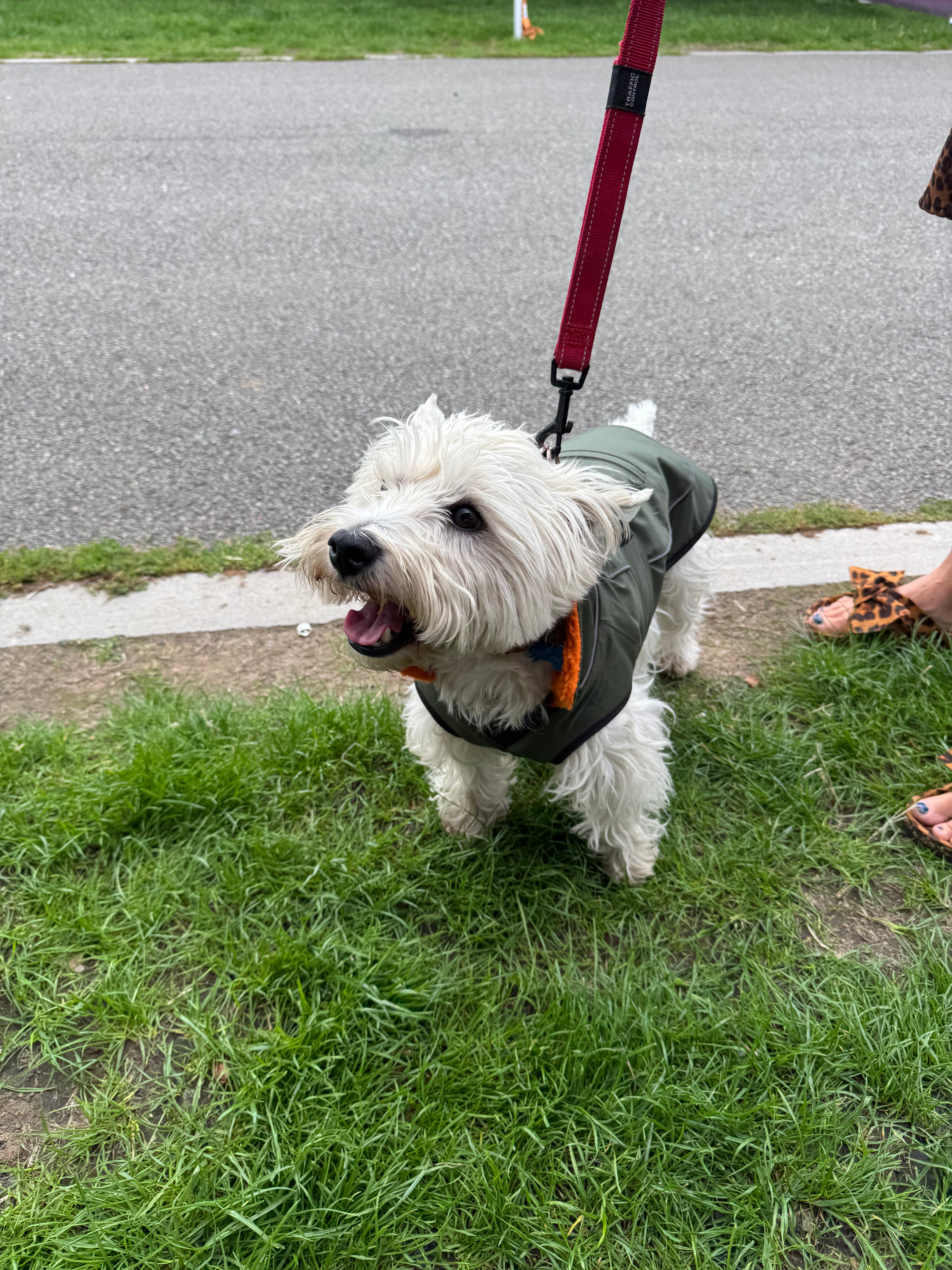 Waterproof Fleece Lined RuggaRobe Dog Coat - Green with Orange Fleece